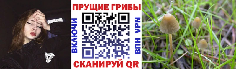 Купить где  Кораблино  Псилоцибиновые грибы Cubensis 